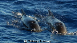 Short fin pilot whales off the coast of Almeria, Spain by Thierry Lannoy 